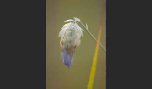 Blaue Rasselblume (Catananche caerulea)