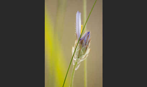 Blaue Rasselblume (Catananche caerulea)