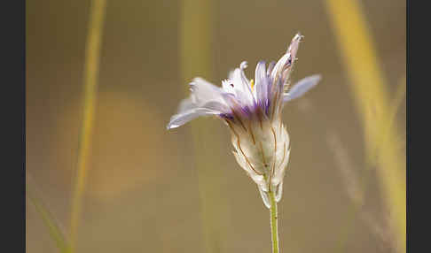 Blaue Rasselblume (Catananche caerulea)