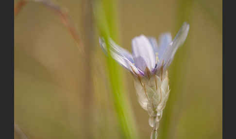 Blaue Rasselblume (Catananche caerulea)