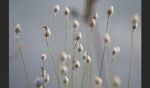 Blaue Rasselblume (Catananche caerulea)