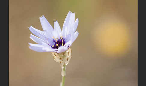 Blaue Rasselblume (Catananche caerulea)