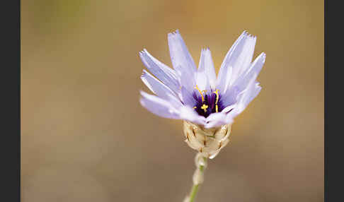 Blaue Rasselblume (Catananche caerulea)