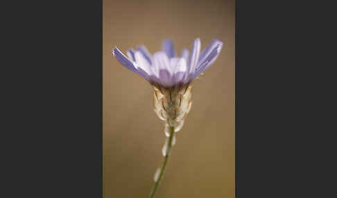 Blaue Rasselblume (Catananche caerulea)