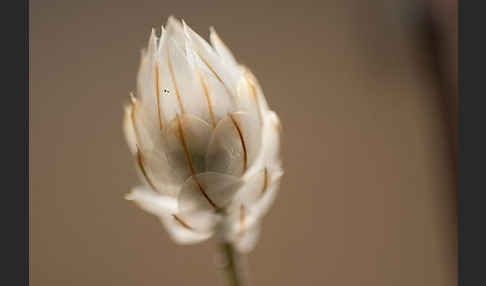 Blaue Rasselblume (Catananche caerulea)