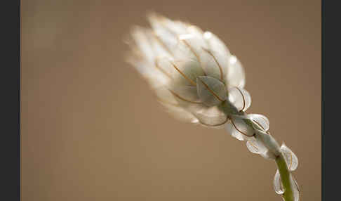 Blaue Rasselblume (Catananche caerulea)