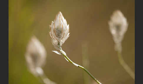 Blaue Rasselblume (Catananche caerulea)