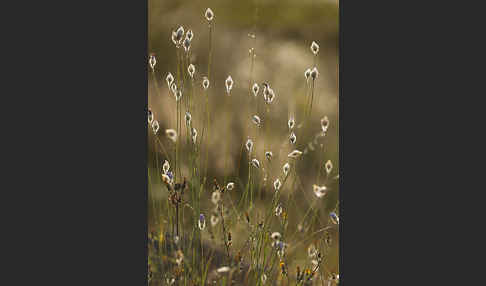 Blaue Rasselblume (Catananche caerulea)