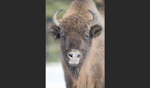 Wisent (Bison bonasus)