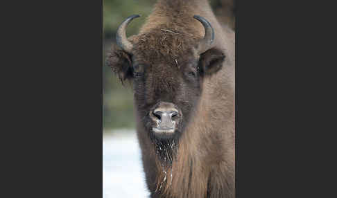 Wisent (Bison bonasus)