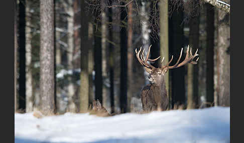 Rotwild (Cervus elaphus)