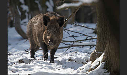 Schwarzwild (Sus scrofa)