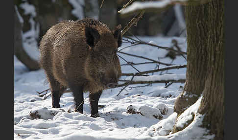 Schwarzwild (Sus scrofa)