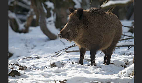 Schwarzwild (Sus scrofa)