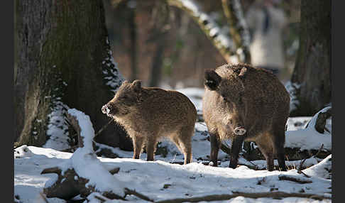 Schwarzwild (Sus scrofa)