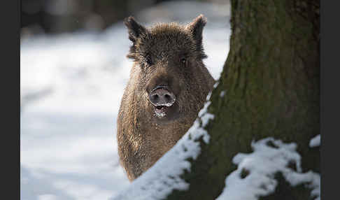 Schwarzwild (Sus scrofa)