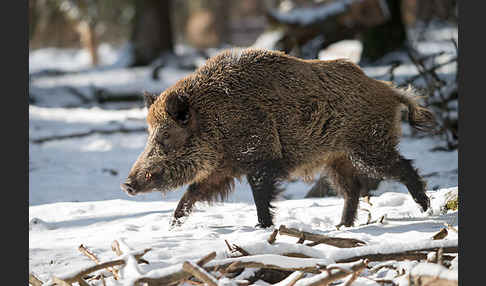 Schwarzwild (Sus scrofa)