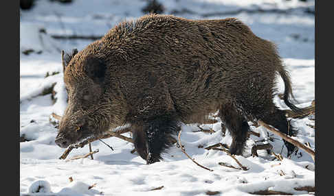 Schwarzwild (Sus scrofa)