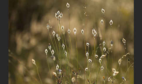 Blaue Rasselblume (Catananche caerulea)