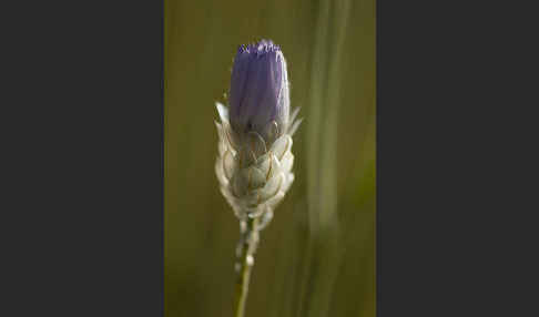 Blaue Rasselblume (Catananche caerulea)