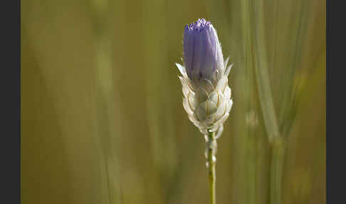 Blaue Rasselblume (Catananche caerulea)