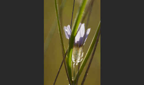 Blaue Rasselblume (Catananche caerulea)