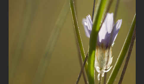 Blaue Rasselblume (Catananche caerulea)
