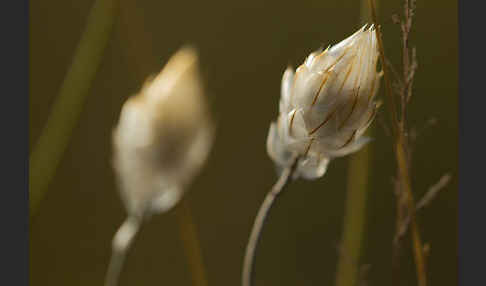 Blaue Rasselblume (Catananche caerulea)