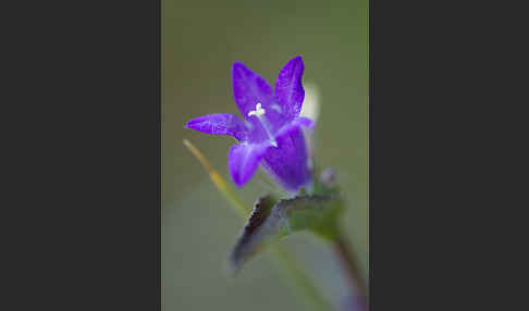 Büschel-Glockenblume (Campanula glomerata)