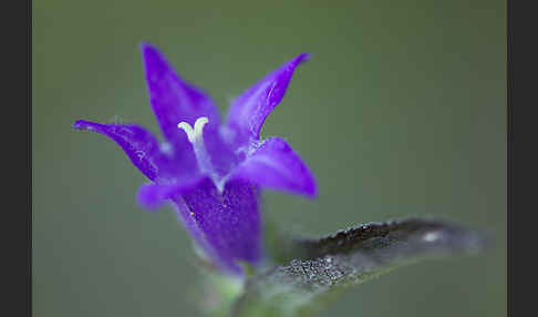 Büschel-Glockenblume (Campanula glomerata)