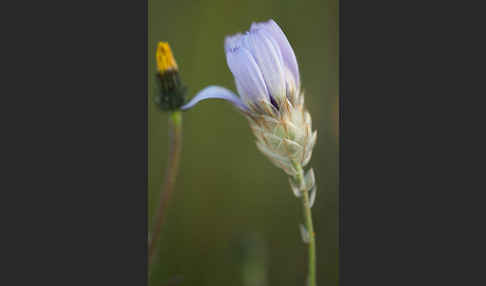 Blaue Rasselblume (Catananche caerulea)