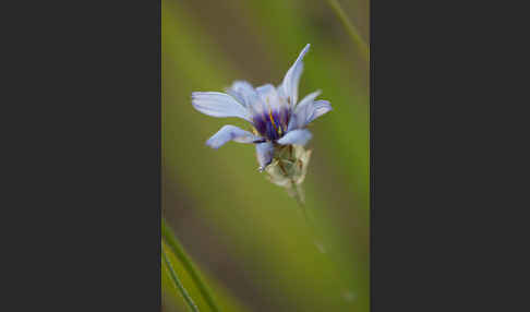 Blaue Rasselblume (Catananche caerulea)