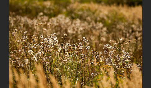 Acker-Kratzdistel (Cirsium arvense)