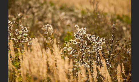 Acker-Kratzdistel (Cirsium arvense)