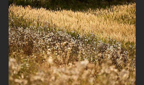 Acker-Kratzdistel (Cirsium arvense)