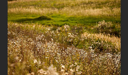 Acker-Kratzdistel (Cirsium arvense)