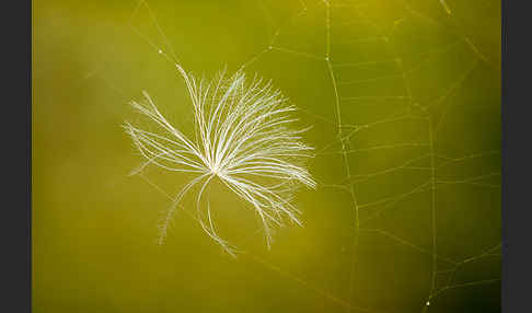 Acker-Kratzdistel (Cirsium arvense)