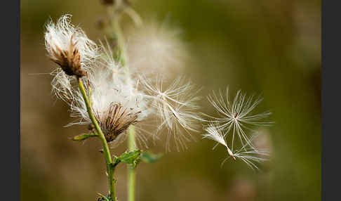 Acker-Kratzdistel (Cirsium arvense)