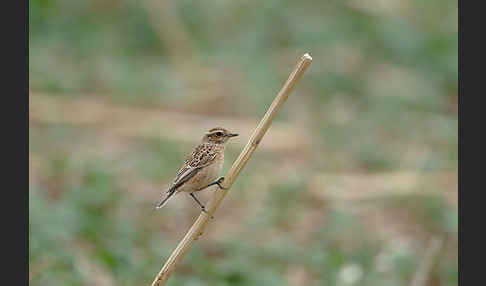 Braunkehlchen (Saxicola rubetra)