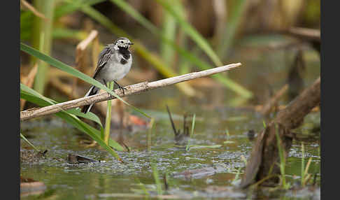 Bachstelze (Motacilla alba)