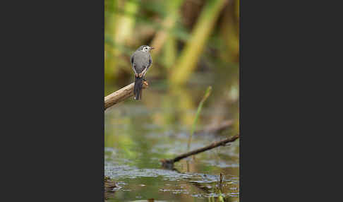 Bachstelze (Motacilla alba)