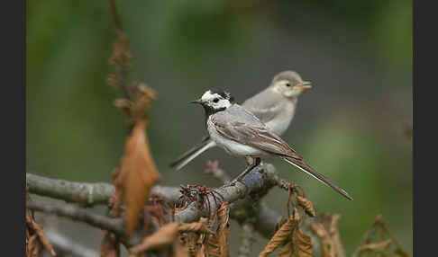 Bachstelze (Motacilla alba)