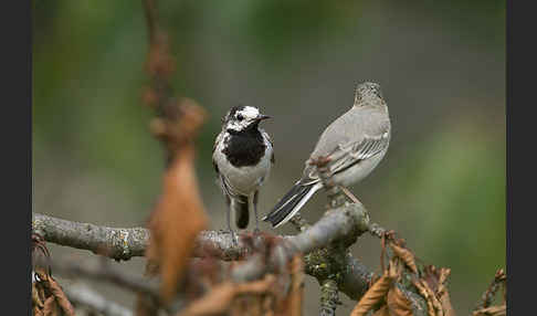 Bachstelze (Motacilla alba)