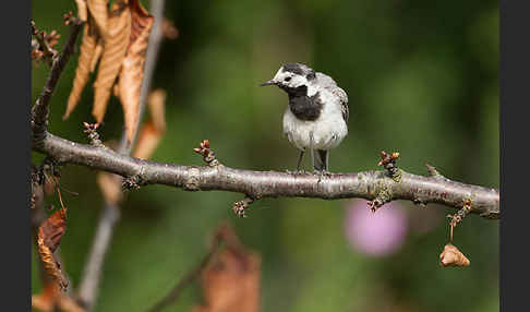 Bachstelze (Motacilla alba)