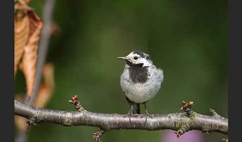 Bachstelze (Motacilla alba)