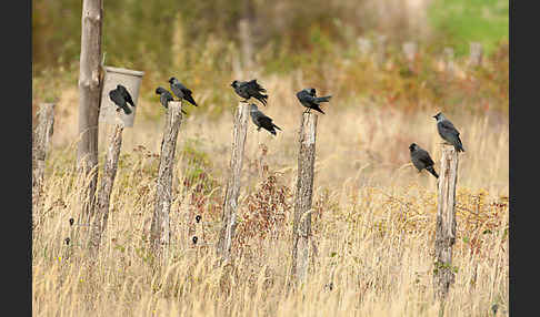 Dohle (Corvus monedula)