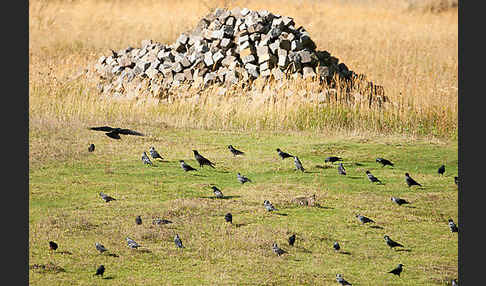 Dohle (Corvus monedula)