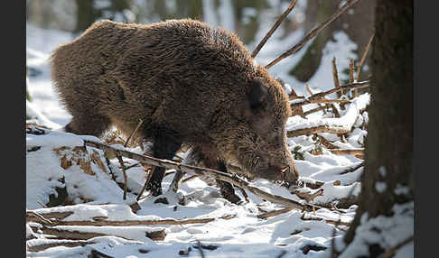 Schwarzwild (Sus scrofa)