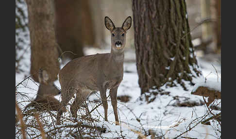 Rehwild (Capreolus capreolus)