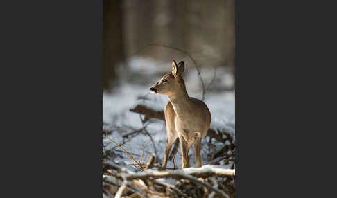 Rehwild (Capreolus capreolus)